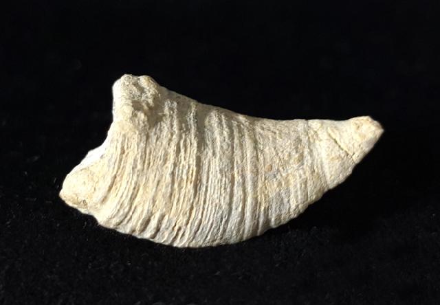 Calceola sandalina (LINNAEUS 1771) - Bild © FossNet FossilienStore